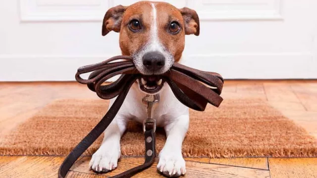 Atención: expertos aconsejan no dejar subir a perros y gatos a la cama y sillones durante la pandemia