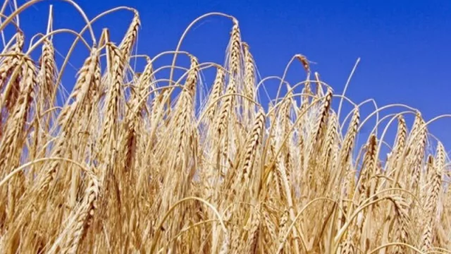 ¿Qué productos hay que priorizar en plena cuarentena obligatoria en Tucumán?