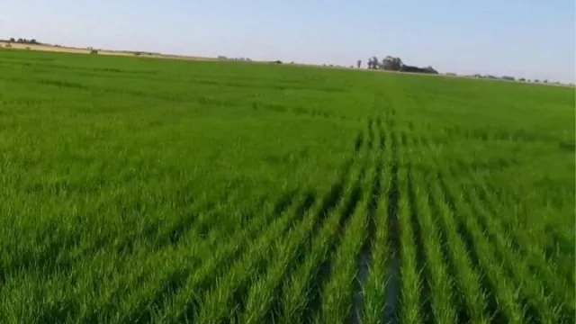 Nación da lugar a los reclamos arroceros y baja un 50% las retenciones 