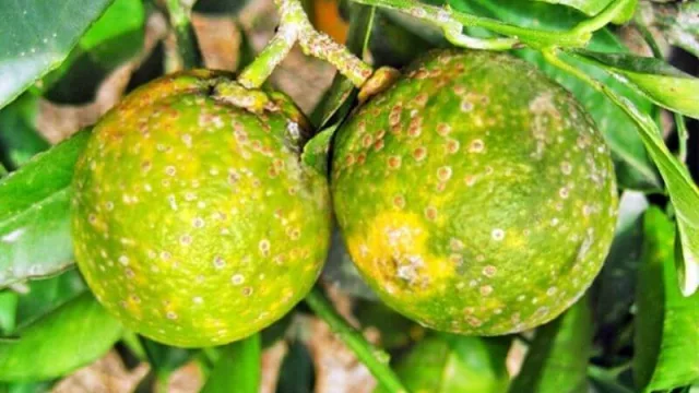 Se prorrogó hasta el 2022 la emergencia fitosanitaria por presencia de HLB en Corrientes