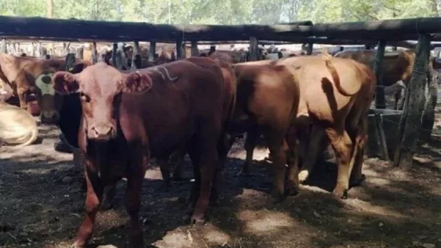 Un millar de cabezas y 60 productores: inició en Mercedes el calendario 2020 de los Remates de Pequeños y Medianos Productores 