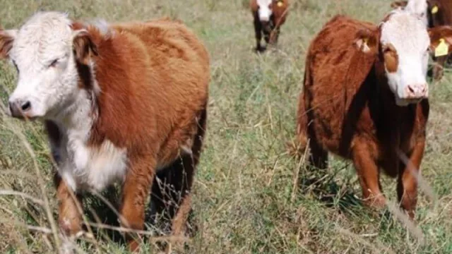 El Ministerio de Producción, Industria y Empleo de Chaco brindará una charla sobre el Plan Ganadero Provincial 2020/2030