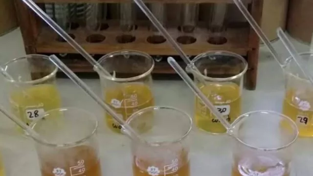 La miel del NEA se destaca de otras regiones por sus componentes (como el néctar de especies exóticas)