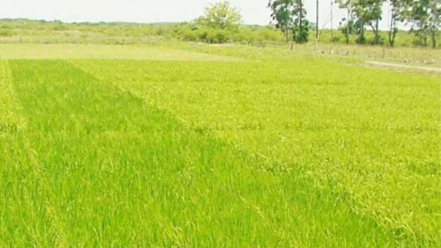 Arroceros de Corrientes y Entre Ríos piden que el arroz sea considerado como economía regional