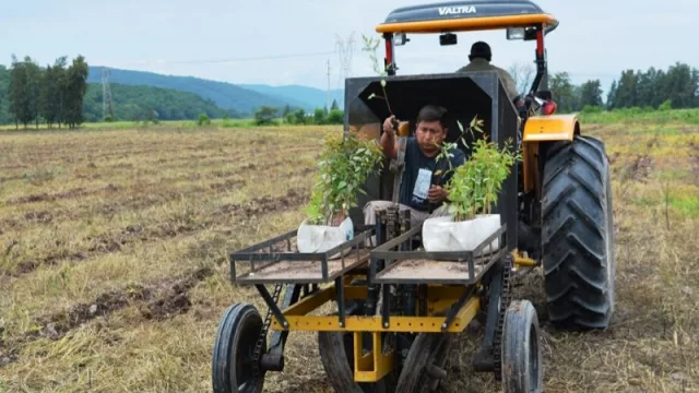 La Campaña Forestal 2020 llevará a Jujuy a plantar medio millón de árboles