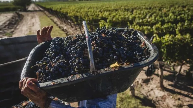 Dura interna en el sector vitivinícola: rechazan las nuevas autoridades de la COVIAR