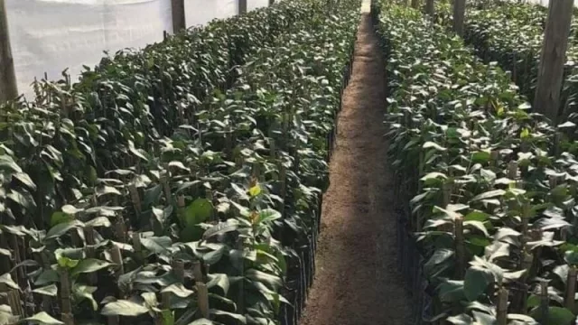 En el marco del Programa de Desarrollo de Nuevas Cuencas Citrícolas Limoneras, avanza el Plan Limón (dirigido a productores de 5 hectáreas)