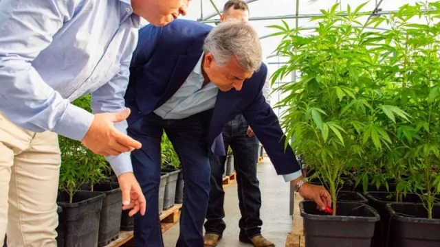 En el segundo semestre llegará a Jujuy la producción de aceite de cannabis