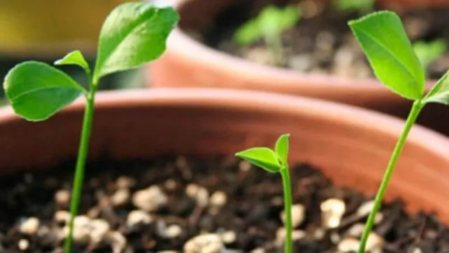 Un proyecto para desarrollar cuencas citrícolas limoneras en la provincia de Corrientes