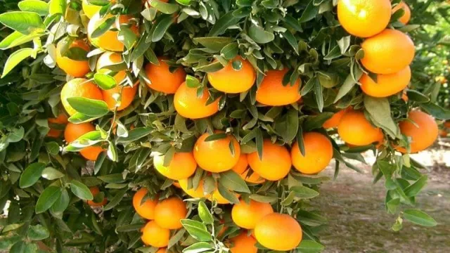 El INDEC dio a conocer el mapa frutícola del país (Corrientes y Formosa pisan fuerte, Chaco y Misiones, moderados)