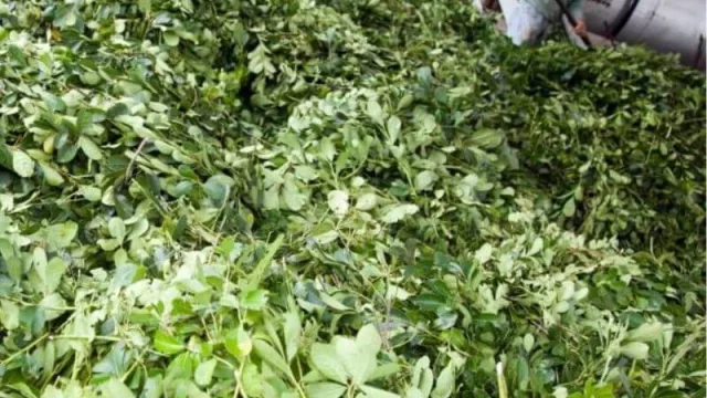 La producción y consumo de yerba mate cerró un 2019 con marcas históricas (venta por encima del precio oficial y Corrientes liderazgo correntino en envasado)