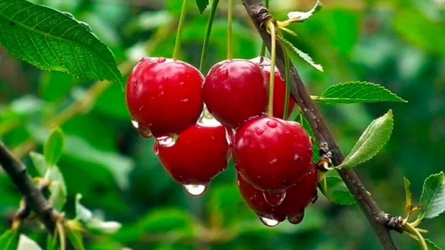 Cerezas a China: Neuquén se ilusiona con certificar sus “envíos” (partieron 900 toneladas)