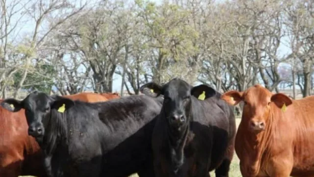 Corrientes será sede del Encuentro Ferial de criadores de Brangus de todo el mundo 