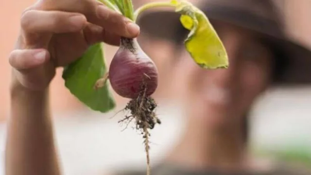 Oasis Urbano llega a Chaco (con actividades y conceptos ecológicos)