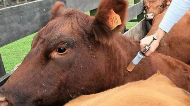 Vacunación Antiaftosa, un cambio de estrategia en Corrientes (definición de Senasa y quejas en el sector)