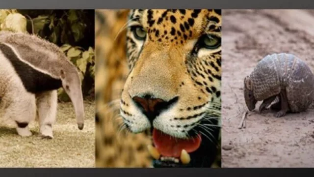 Ya son 103 las organizaciones que se unieron para salvar al Gran Chaco