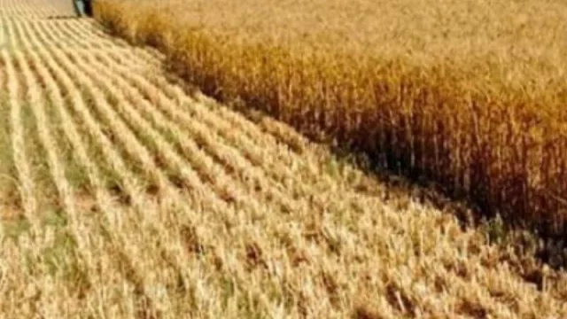 Chaco cierra una buena campaña de trigo, con rendimientos que superan los valores históricos