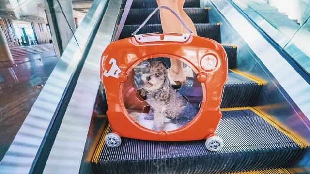 Pupmee, la primera “cucha móvil” inteligente del país