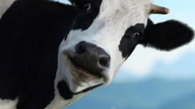 Datos del campo (para gente de ciudad): hay más argentinos que vacas, la siembra ocupa sólo 20% y 69% es explotada por dueños