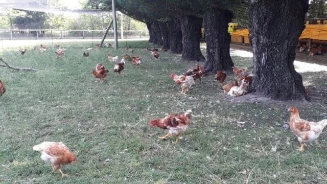Cocorokeen, la primera granja (certificada) de pollos orgánicos: negocio y convicción