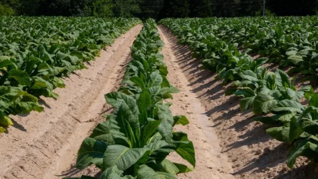 Erosión: en Jujuy,  el proyecto Manantiales busca recuperar terreno productivo
