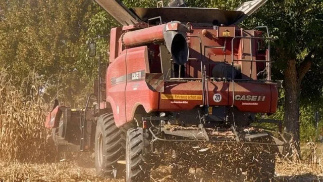 Histórica producción de maíz entrerriano: creció un 110% (y es la mayor de los últimos 19 años)