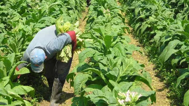 Por la proliferación de cigarrillos “truchos”, los tabacaleros esperan una caída del FET