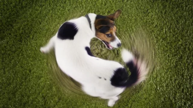 Tío Alberto, ¿tiene razón? El tipo de cambio real está a niveles de diciembre del 2015 (un perro que se muerde la cola)