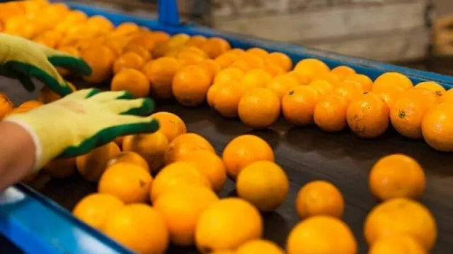 Saciar algo más que la sed: inaugurarán una planta que producirá una tonelada de jugos por hora en Corrientes