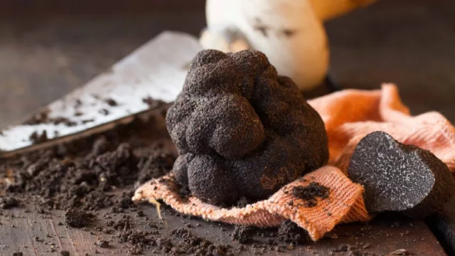 Época de trufas negras: el "diamante negro" que no cualquiera tiene en su cocina (puede costar hasta US$ 2.000 el kg)