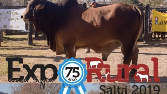 Se viene la 75º Expo Rural con fuerte presencia de la ganadería 