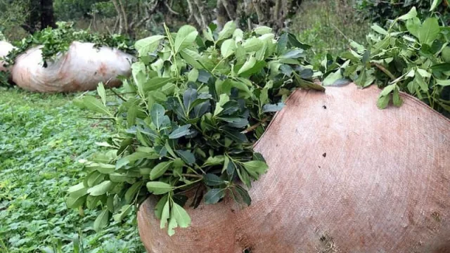 Yerbateros misioneros buscan nuevos mercados en ¿la India?