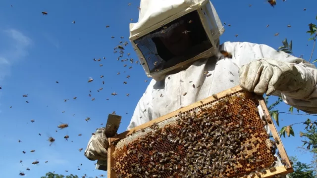 En Uruguay la soja lleva a la apicultura a la ruina