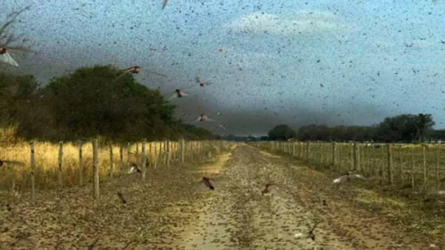 Volvieron a aparecer mangas de langosta en Chaco, y en Salta ya planifican medidas 