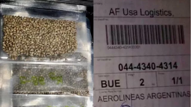 Llegaron las semillas de cannabis, y comienza el proceso productivo para la medicina 