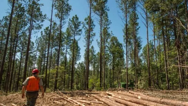 Buenas noticias para el sector maderero correntino: la provincia recibió $ 54 millones del régimen de promoción forestal