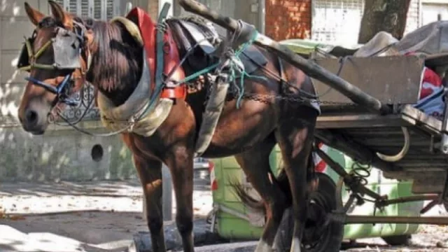 Motocarros y ¿chips?: la original propuesta de Concepción del Uruguay para eliminar la tracción a sangre