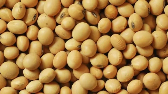 China no para de comprar soja uruguaya