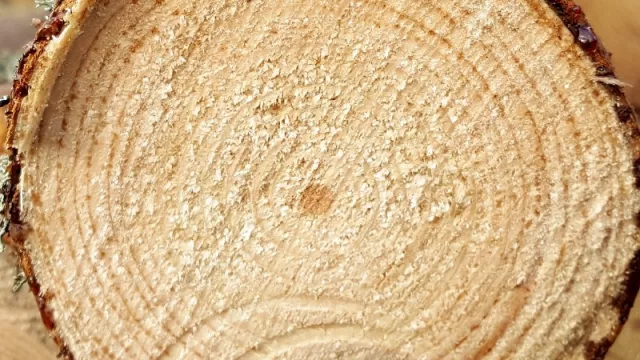 Finalmente llegan (algunas) inversiones: capitales europeos invertirán US$ 250 millones para la apertura de un aserradero correntino