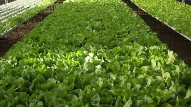 Relanzan créditos para los productores misioneros de los sectores hortícolas y frutícolas 