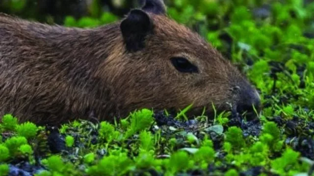 5 destinos del Litoral, entre los finalistas a las 7 Maravillas Naturales de Argentina (cómo votar a tu favorito)