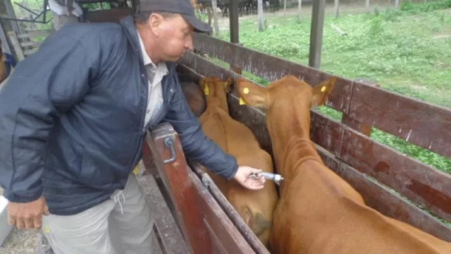 La vacunación antiaftosa comenzará la próxima semana en la zona de frontera con Bolivia
