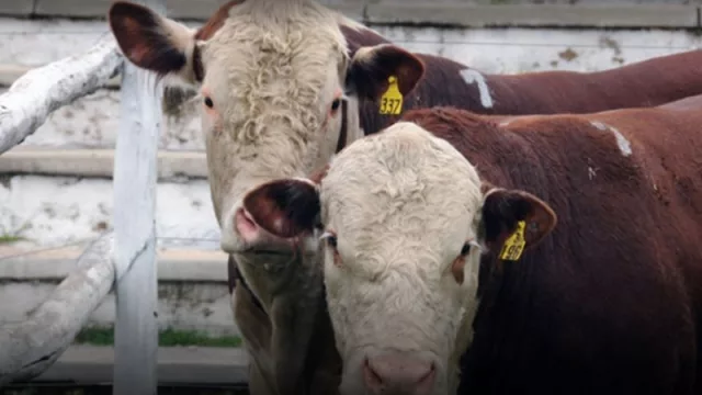 Neuquén, Río Negro y Carmen de Patagones exportan bovinos en pie a Chile