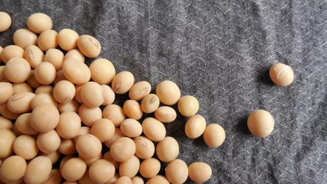 Exportaciones de soja desde Paraguay crecen ante panorama complejo