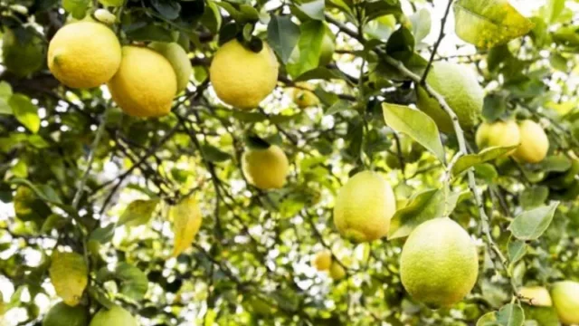 Las principales empresas citrícolas se unen para combatir una amenaza compartida