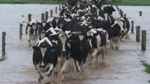 Emergencia hídrica en números: pérdidas por $4.000 M para el campo y 800.000 chaqueños afectados