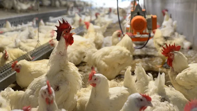 Innovador emprendimiento avícola irrumpe en Tucumán (novedosa tecnología y nueva oferta laboral)