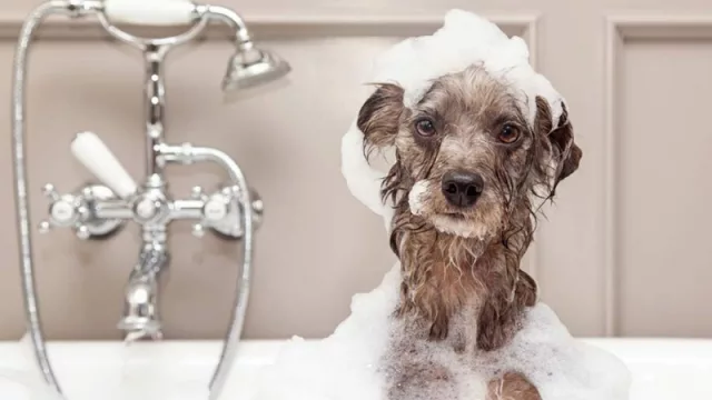 En 5 años se gastarán US$ 150.000 millones anuales en mascotas (EE.UU. ya gasta más que el PBI de 2/3 de los países)