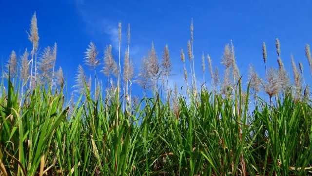 Planean instalar planta industrial de caña de azúcar y alcohol en Colonia Independencia