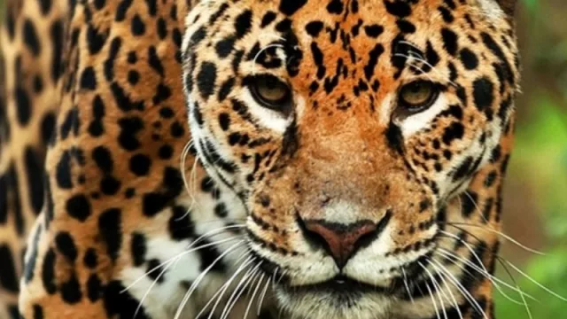 Multas hasta $500.000 por atropellar animales: Misiones busca proteger su fauna nativa y establece sanciones para conductores irresponsables